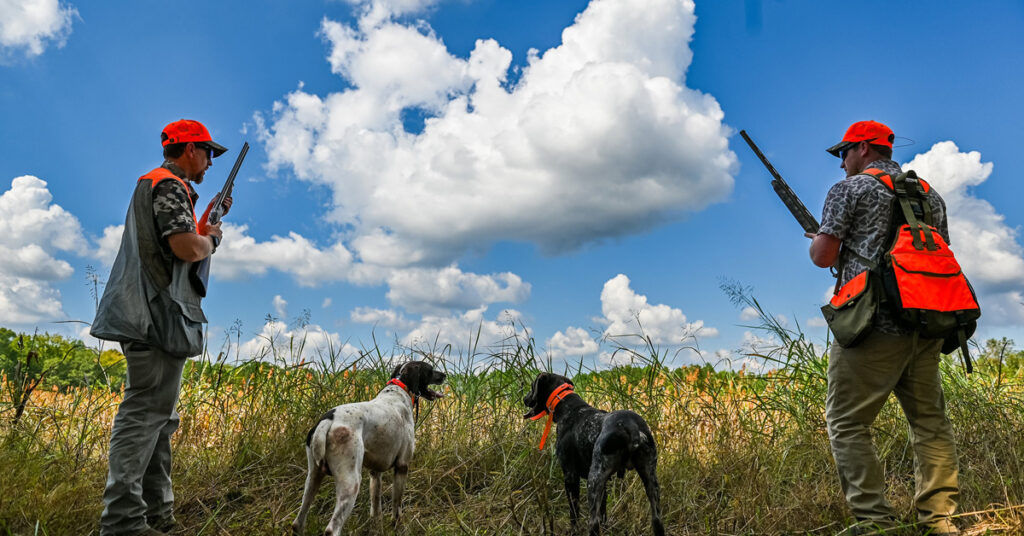 Quail hunting with dogs at Burnt Pine Farm