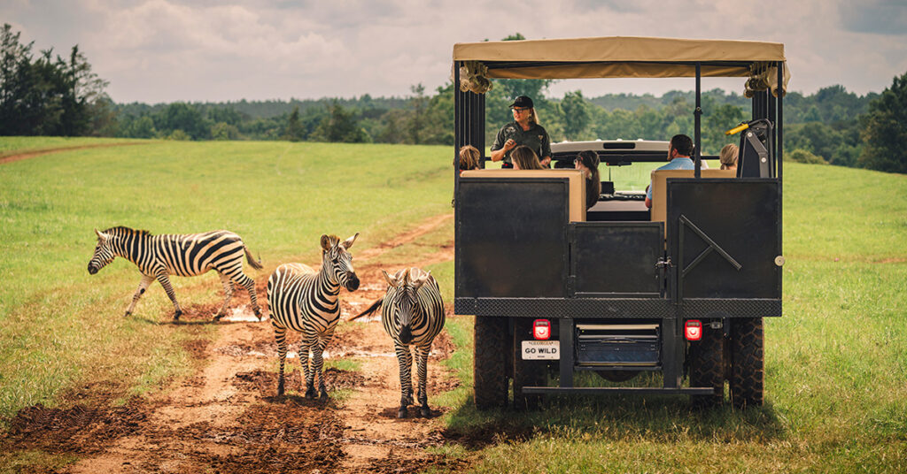 Zebra alongside a guided safari truck in Madison, GA