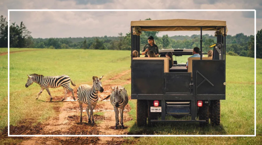 Zebras and safari truck at Georgia Safari Conservation Park