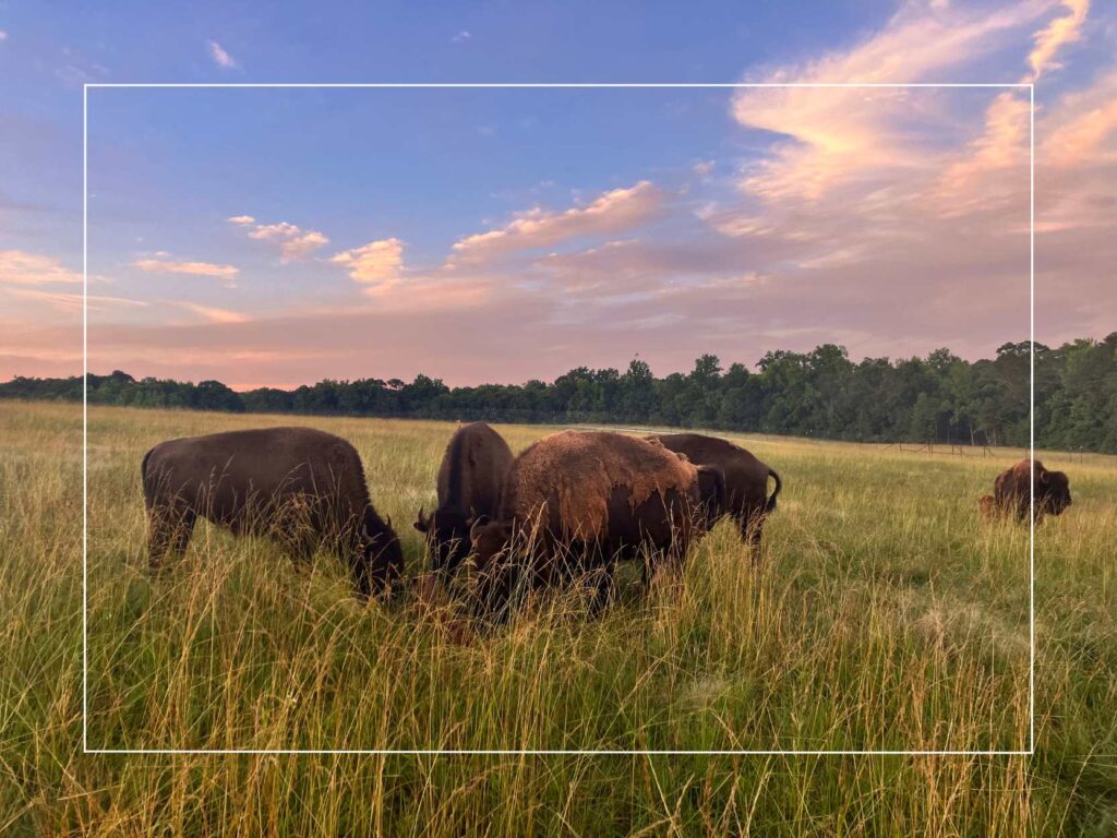 Buffalo at Georgia Safari and Conservation Park