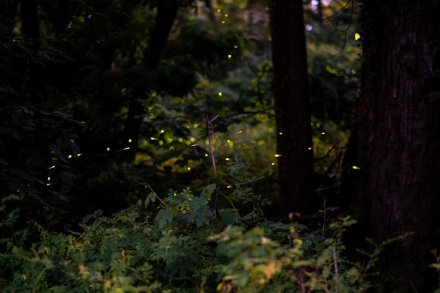 Fireflies at night in a forest